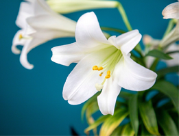 The Significance of the Easter Lily